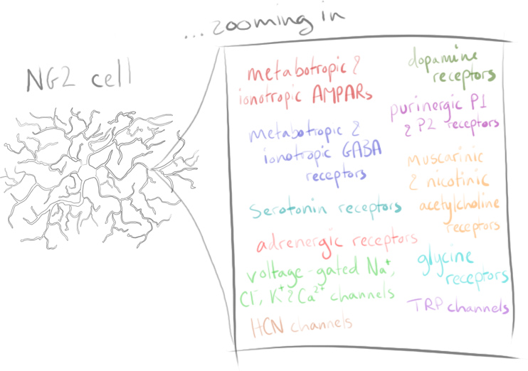 Receptors and channels of NG2 cells