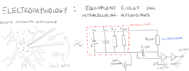 Whole cell patch clamp electrophysiological recording Equivalent Circuit