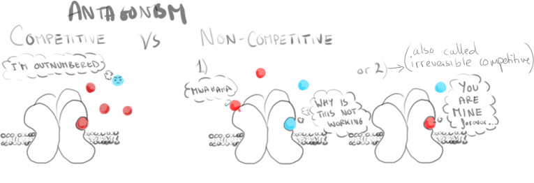 Competitive versus Non-Competitive Antagonists